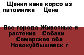 Щенки кане корсо из  питомника! › Цена ­ 65 000 - Все города Животные и растения » Собаки   . Самарская обл.,Новокуйбышевск г.